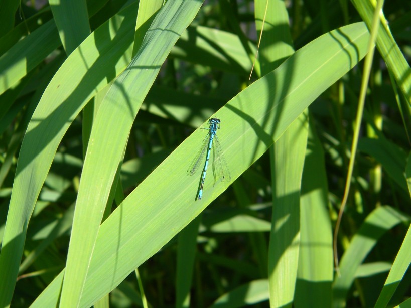 azure damselfly Coenagrion puella Hillside House pond 2024-06-02 (3458) azure damselfly Coenagrion puella Hillside House pond 2024-06-02 (3458)
