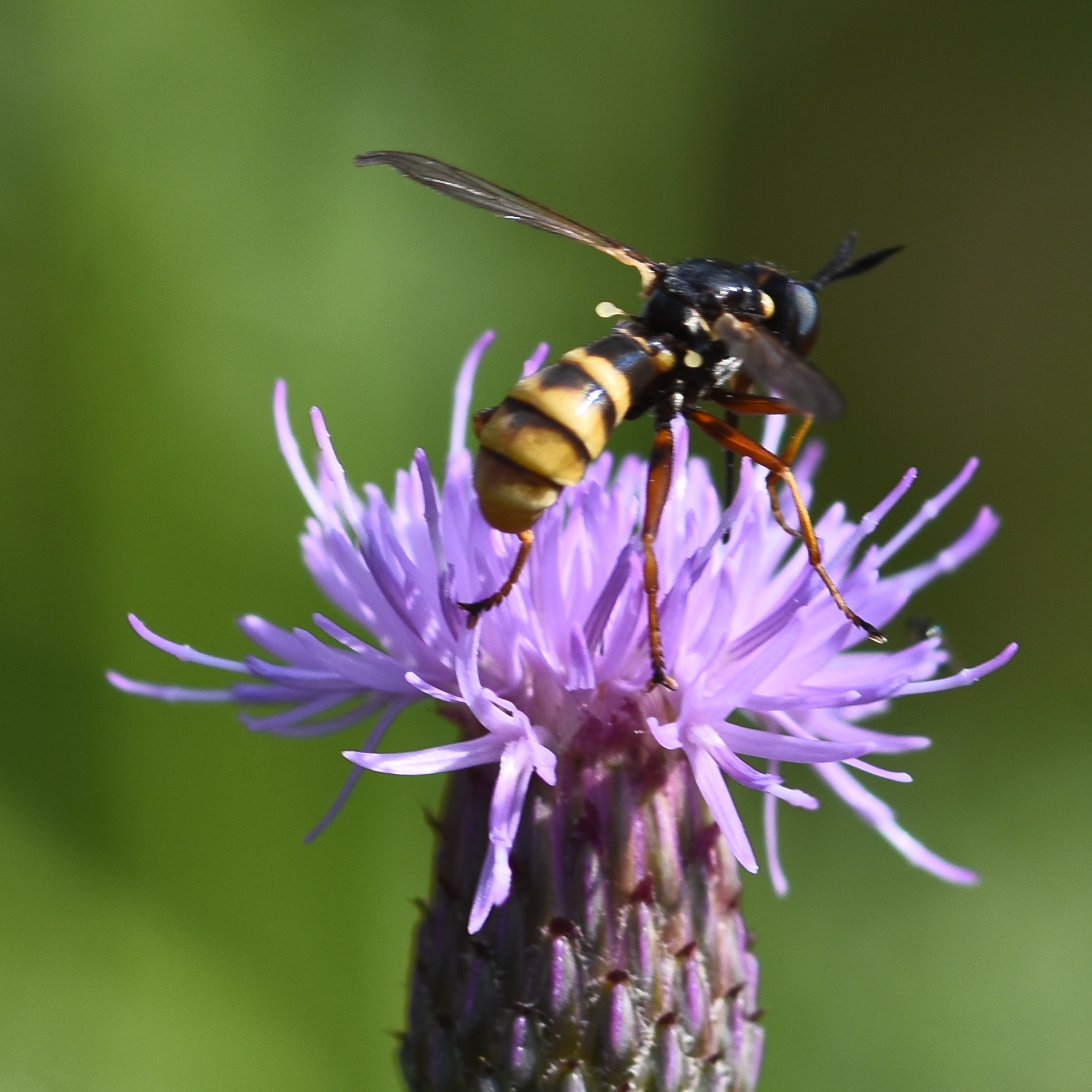 Coelioxys (sharp-tailed bee) Hillside House 2024-08-17 (3744)