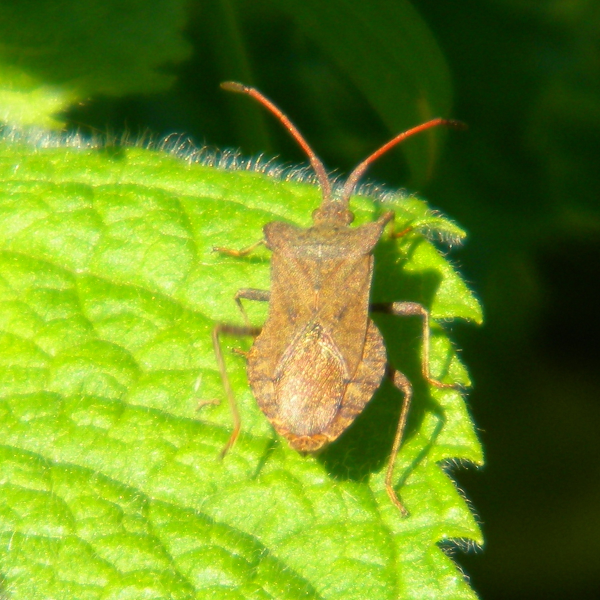 Coreus marginatus 2024-06-07 (3612)