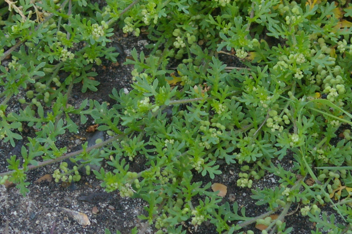 Cress Coronopus didymus 2021-07-29 (2942) Cress Coronopus didymus 2021-07-29 (2942)