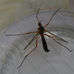 Ctenophora pectinicornis (Tipulidae, craneflies) Hillside House 2022-05-24 (3178)