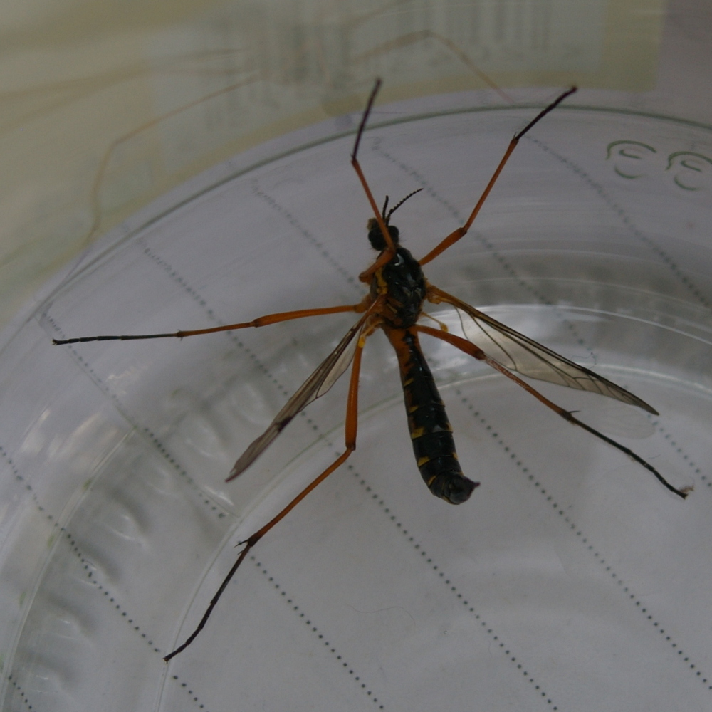 Ctenophora pectinicornis (Tipulidae, craneflies) Hillside House 2022-05-24 (3178)