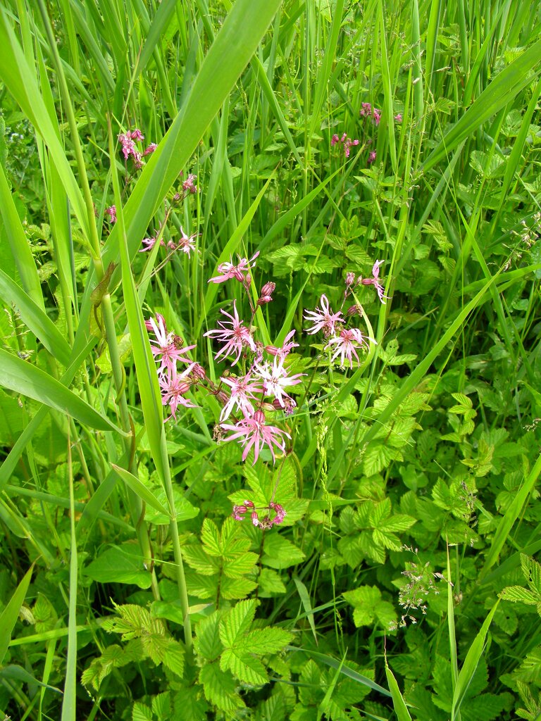 Ragged robin Lychnis flos-cuculi Hillside House, 2016-06-11 (0520)