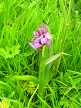 Southern Marsh Orchid (Dactylorhiza praetermissa) on meadow 2016-06-21 (0553)