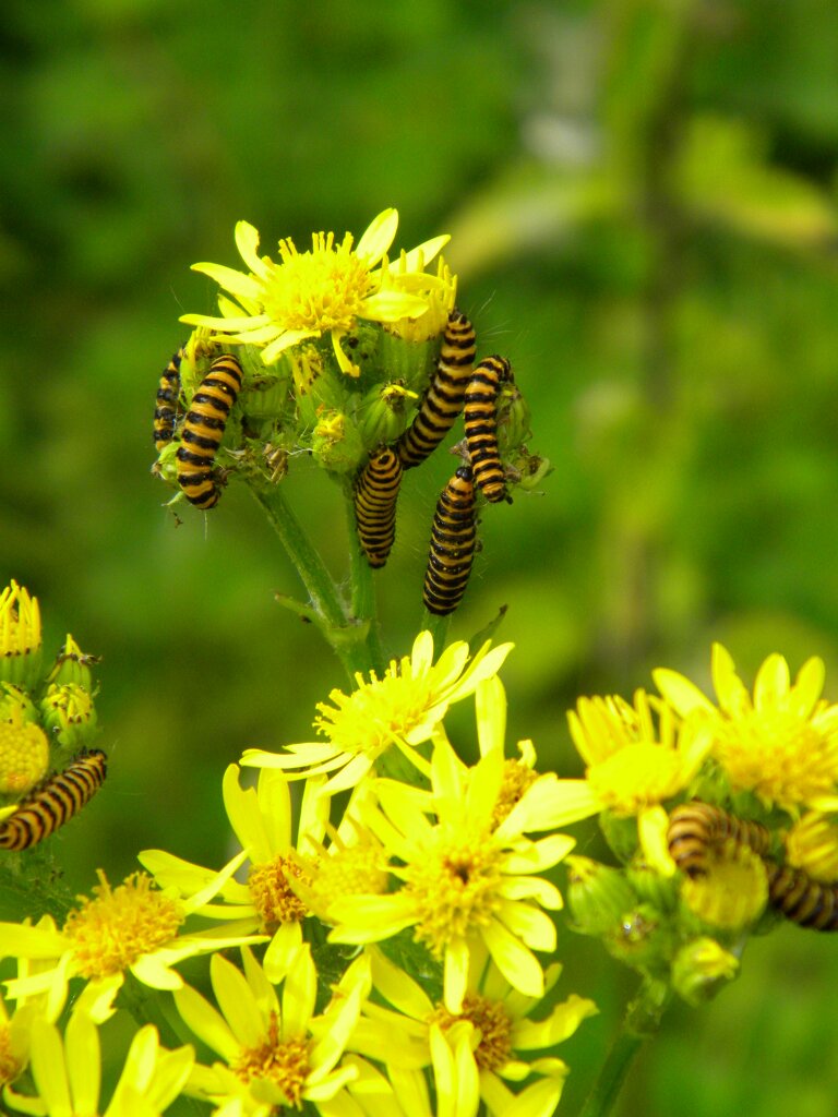 Cinnabar moth caterpillars on ragwort, Hillside House (0586)