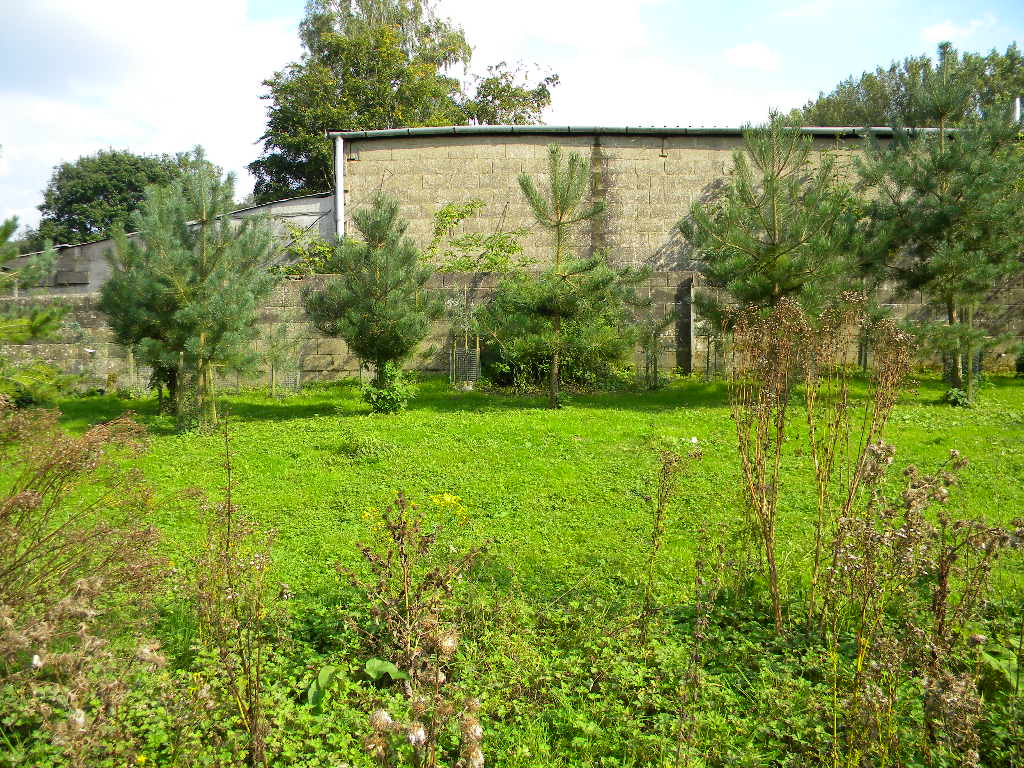 Pines along eastern edge, Hillside House 2016-09-21 (0724)