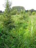 Alders 2 years after transplanting 2016-09-21 (0737)