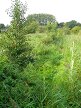 Alders 2 years after transplanting 2016-09-21 (0737)