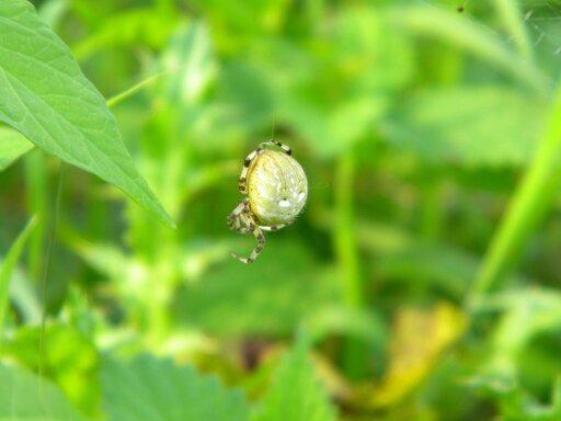 Araneus quadratus female on web on meadow, Hillside House 2016-09-21 (0754)
