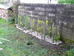 Last section of laurel hedge, Hillside House 2016-10-31 (0771)