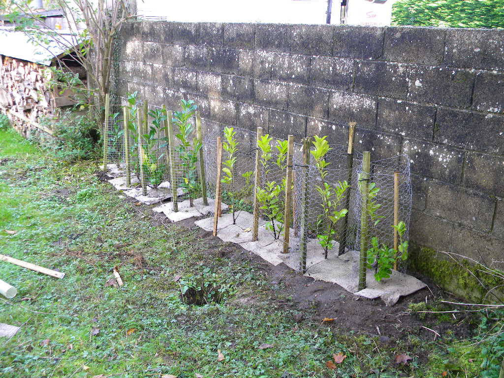 Last section of laurel hedge, Hillside House 2016-10-31 (0771)