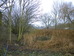 Last three ash (of 4) by pond about to be taken down 2016-12-13 (0791)