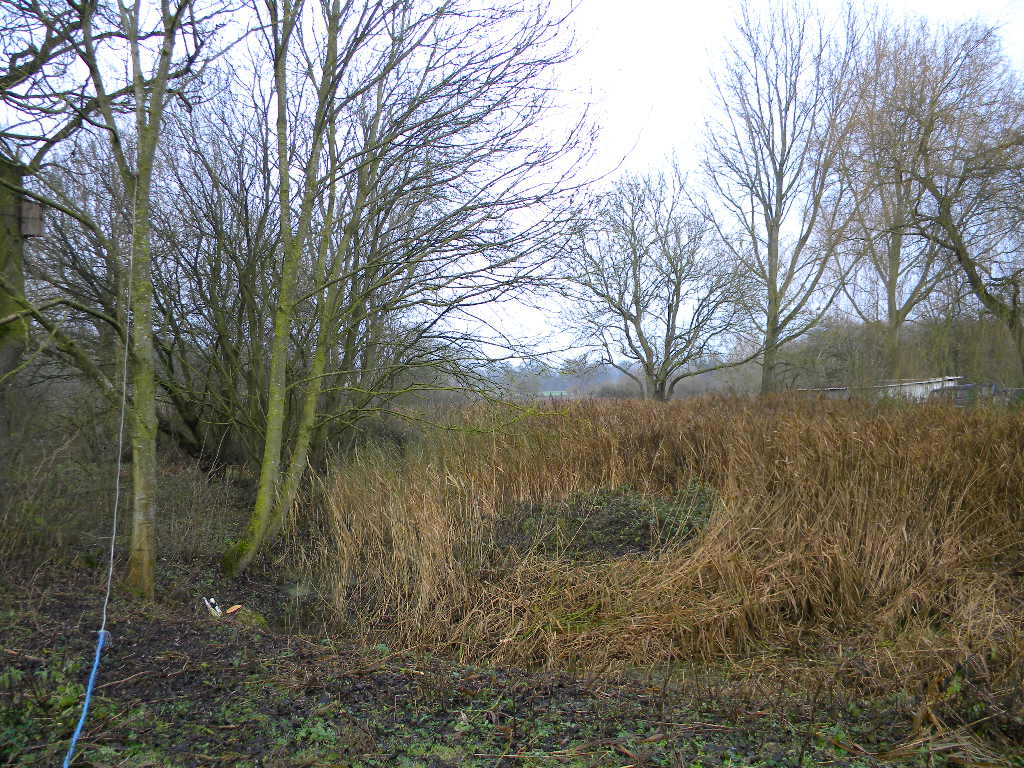 Last three ash (of 4) by pond about to be taken down 2016-12-13 (0791)