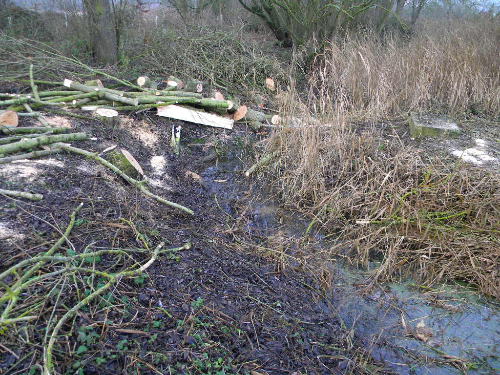 Four diseased ash trees taken down, partially processed 2016-12-17 (0801)
