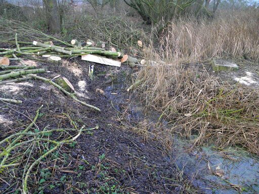 Four diseased ash trees taken down, partially processed 2016-12-17 (0801) Four diseased ash trees taken down, partially processed 2016-12-17 (0801)