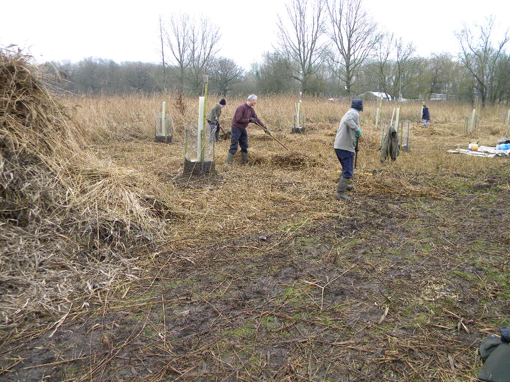 Norfolk Conservation Corps raking reed cuttings 2017-01-08 (0815)
