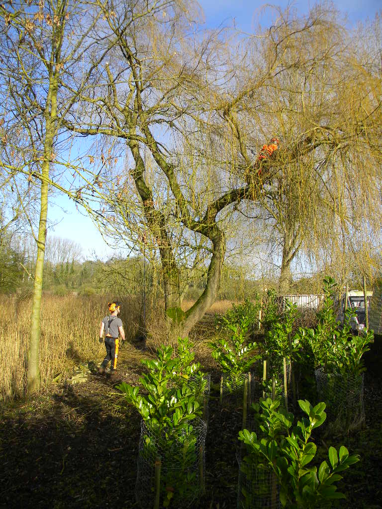 Tree surgeons pruning weeping willow, Hillside House, 2017-02-03 (0841)
