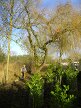 Tree surgeons pruning weeping willow, Hillside House, 2017-02-03 (0841)