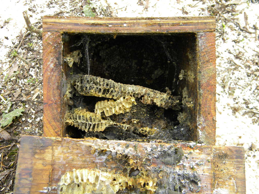 Tit nestbox with old honeycomb from 2015, before cleaning 2017-03-08 (0851)