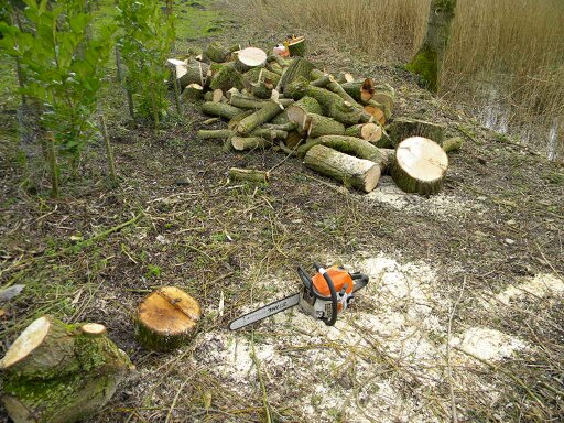Logs and cord from the pruned weeping willow 2017-03-08 (0853) Logs and cord from the pruned weeping willow 2017-03-08 (0853)