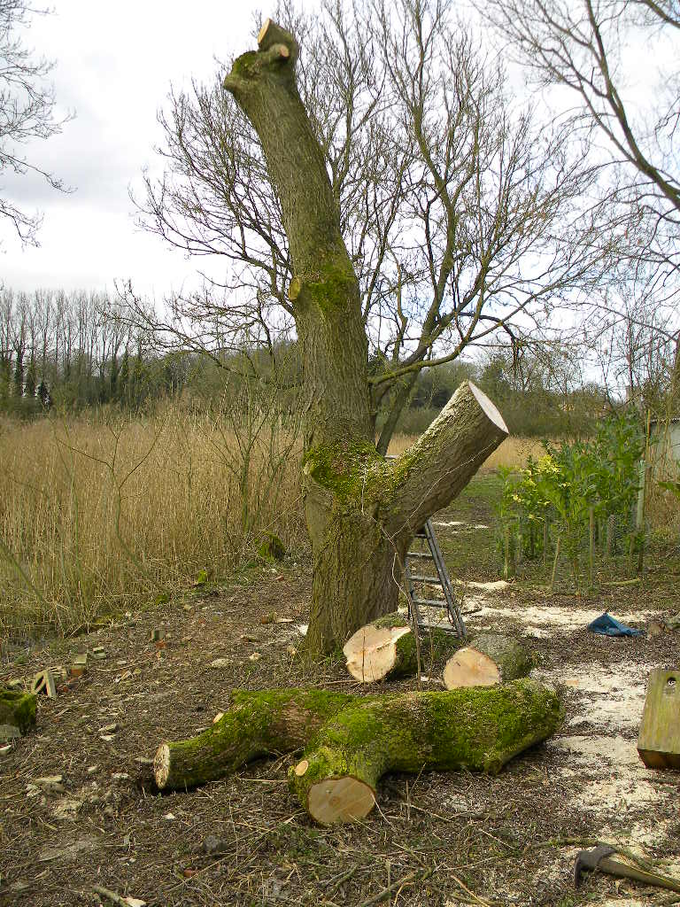 Weeping willow after final pruning, Hillside House 2017-03-07 (0855)