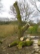 Weeping willow after final pruning, Hillside House 2017-03-07 (0855)