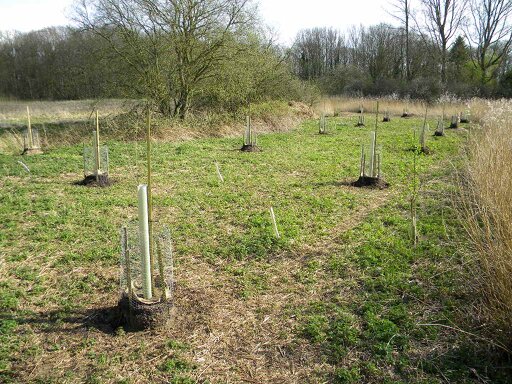 Native black poplars in final planting locations, eastern part of meadow 2017-03-31 (0898)