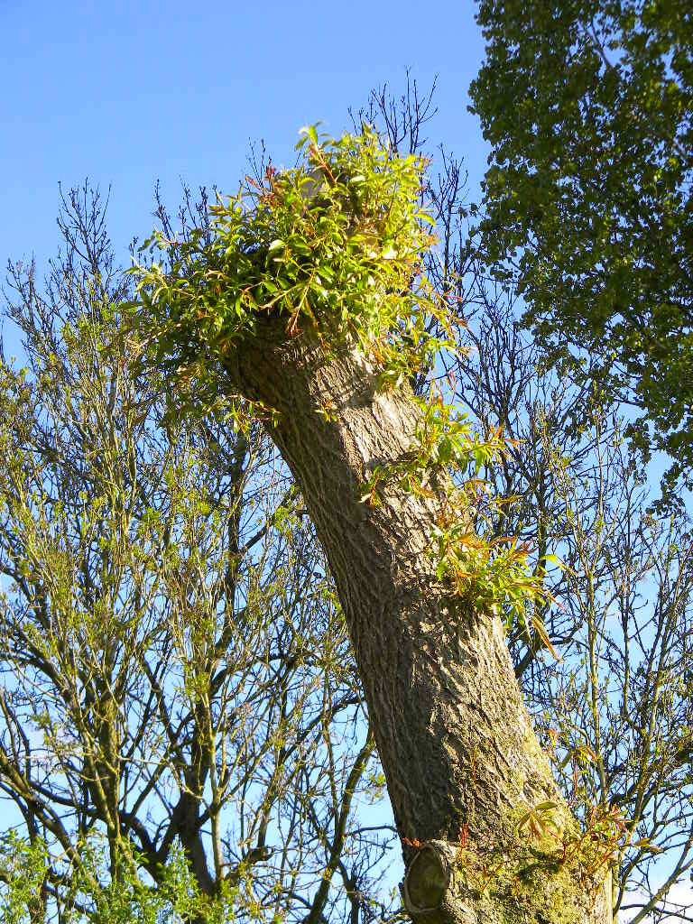 Weeping willow 14 weeks after pruning, Hillside House 2017-05-10 (0962)