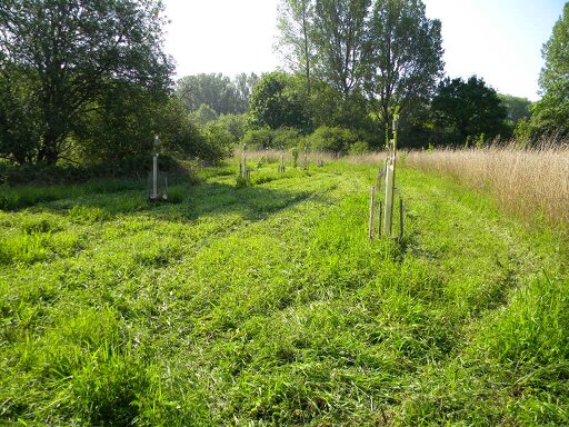 Poplar planting area after first cut, Hillside House 2017-05-25 (1004) Poplar planting area after first cut, Hillside House 2017-05-25 (1004)