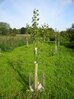 Native black poplar A13, Hillside House 2017-09-03 (1137)