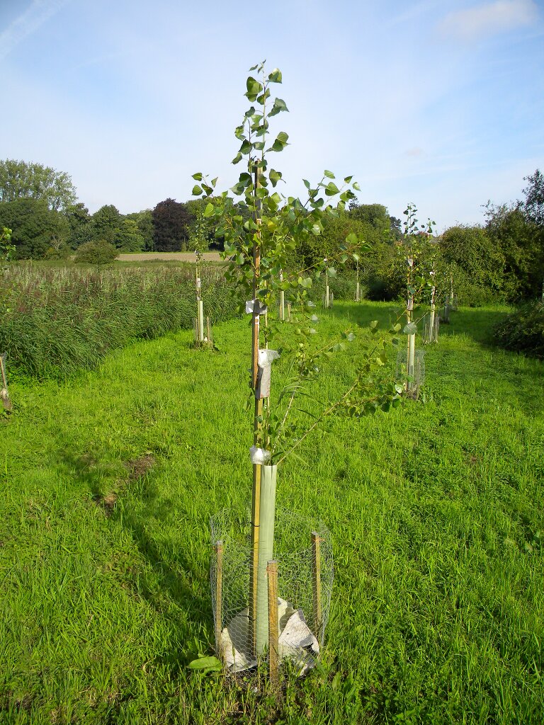 Native black poplar A13, Hillside House 2017-09-03 (1137)