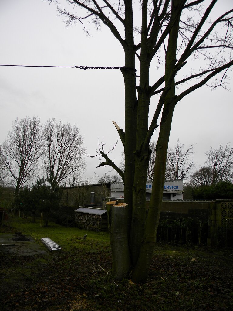 Preparing to take down sycamore, Hillside House 2018-01-20 (1187)