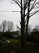 Preparing to take down sycamore, Hillside House 2018-01-20 (1187)