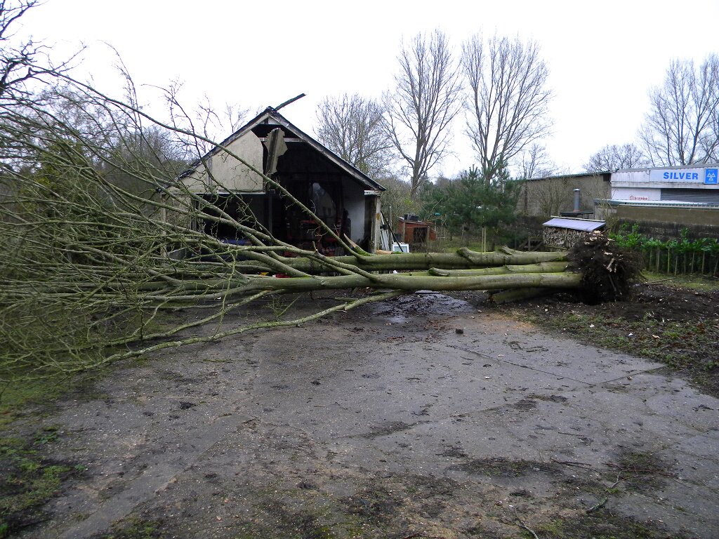 Sycamore pulled down using winch, Hillside House 2018-01-20 (1189) Sycamore pulled down using winch, Hillside House 2018-01-20 (1189)