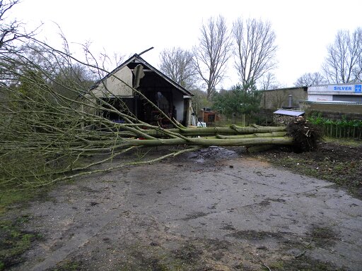 Sycamore pulled down using winch, Hillside House 2018-01-20 (1189) Sycamore pulled down using winch, Hillside House 2018-01-20 (1189)