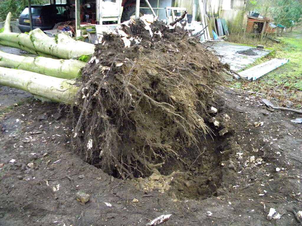 Roots of sycamore, Hillside House 2018-01-20 (1193) Roots of sycamore, Hillside House 2018-01-20 (1193)