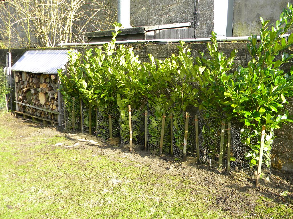 Transplanted laurels, Hillside House 2018-02-17 (1202)