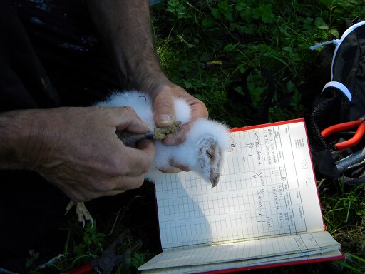 Barn owl chick from triangular box being ringed, Hillside House 2018-07-01 (1245)