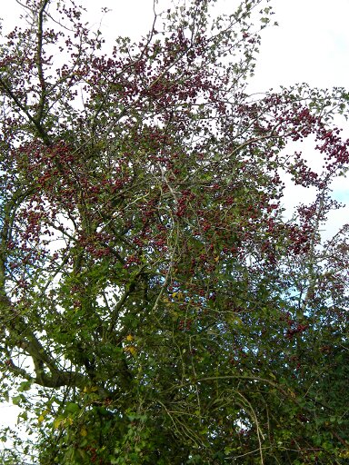 Hawthorn by poplar planting area, Hillside House 2018-10-18 (1313) Hawthorn by poplar planting area, Hillside House 2018-10-18 (1313)