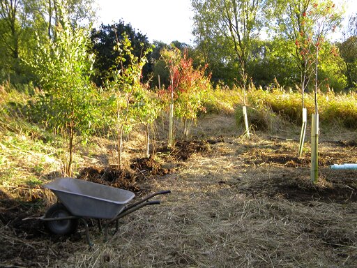 Rowans and spindles on edge of top blackthorn, 2018-10-26 (1332) Rowans and spindles on edge of top blackthorn, 2018-10-26 (1332)