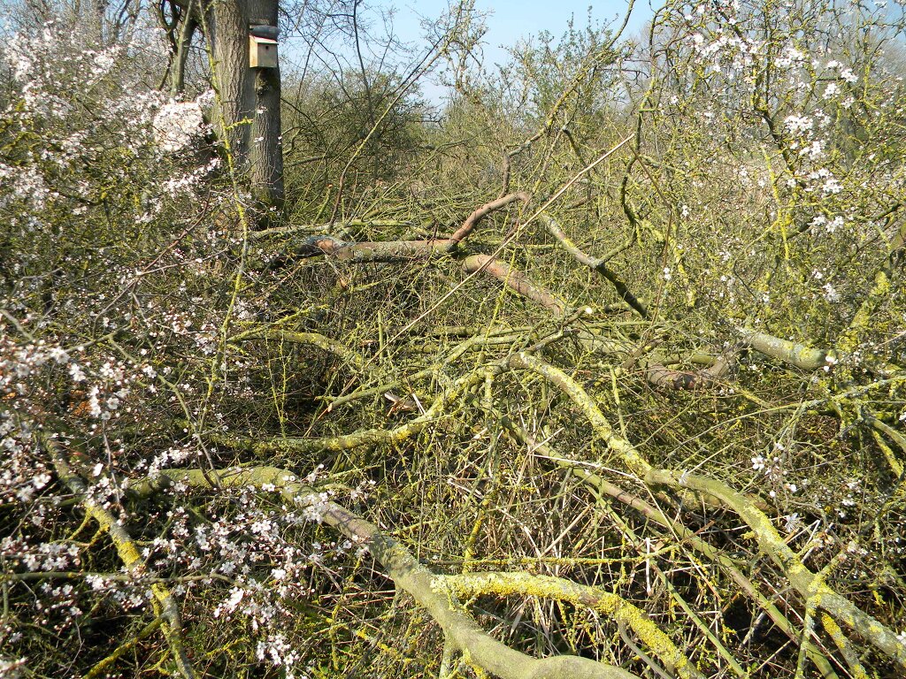 Blackthorn trees laid as in BTO conservation-advice-notes-001-nightingalesb.pdf 2019-04-08 (1355) Blackthorn trees laid as in BTO conservation-advice-notes-001-nightingalesb.pdf 2019-04-08 (1355)