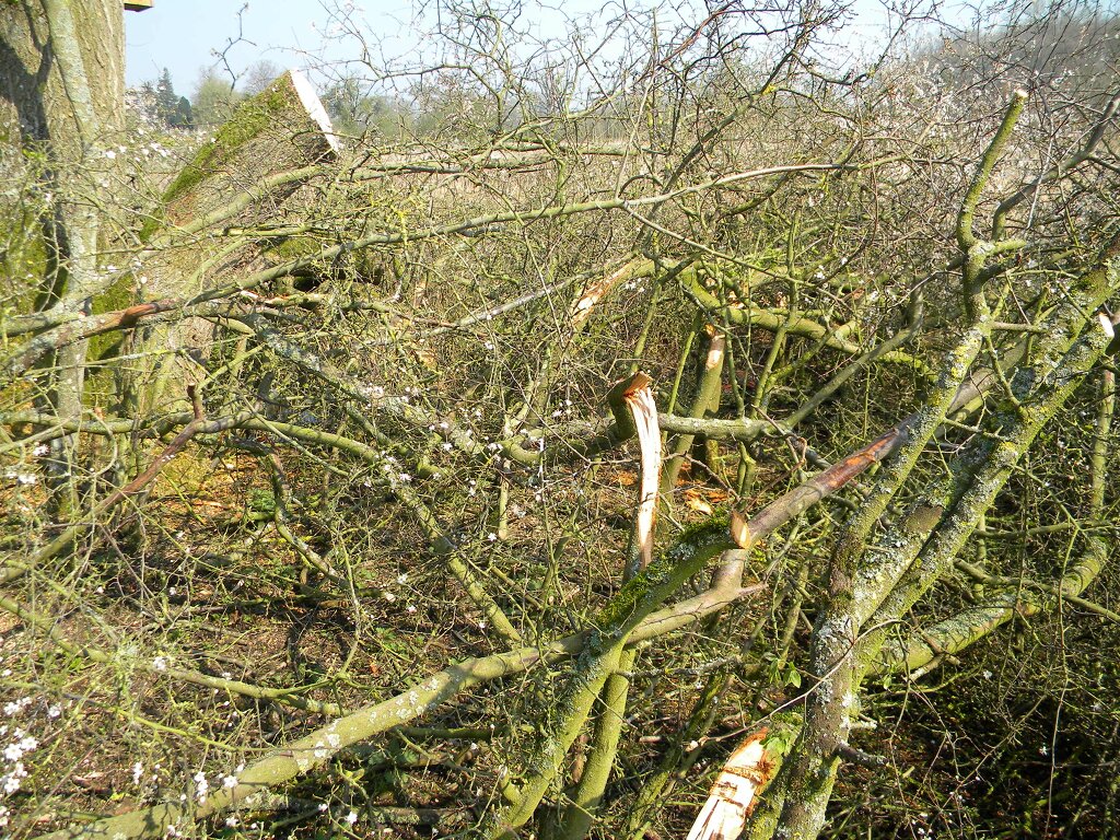 Blackthorn trees laid at top blackthorn by mature ash, 2019-04-08 (1360) Blackthorn trees laid at top blackthorn by mature ash, 2019-04-08 (1360)