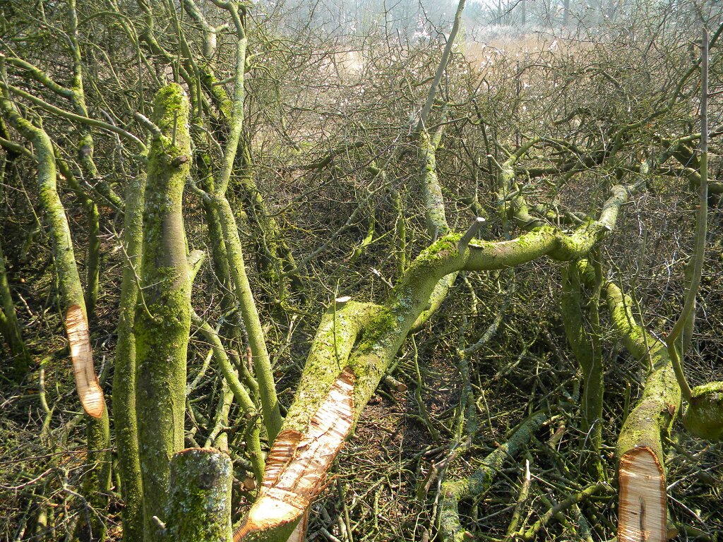 Blackthorn pleachers cut with chainsaw, 2019-04-08 (1364) Blackthorn pleachers cut with chainsaw, 2019-04-08 (1364)