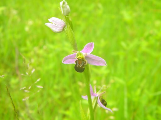 Bee orchid (Ophrys apifera) Hillside House 2019-06-24 (1406)