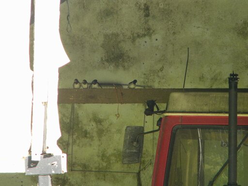 Four juvenile swallows waiting to be fed, Hillside House  2019-07-05 (1413)