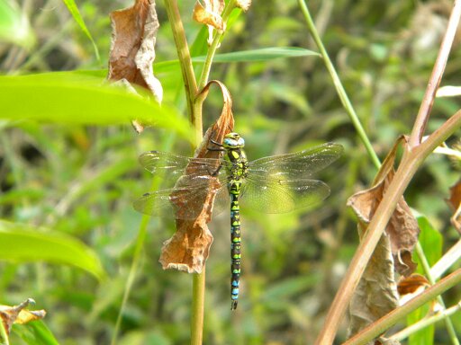 Southern hawker (Aeshna cyanea) on dock by main pond, 2019-08-29 (1435)
