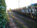 Laurel hedge after severe width reduction, 2020-01-18 (1450)