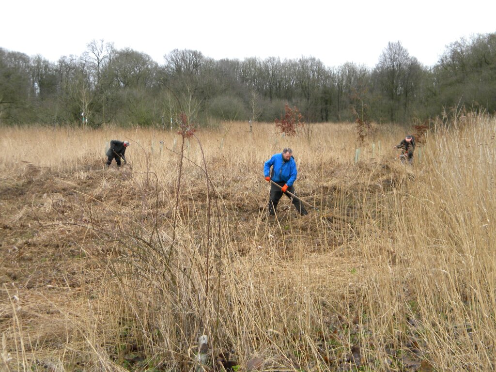 Norfolk Conservation Corps volunteers on meadow (MSE) 2020-02-16 (1478) Norfolk Conservation Corps volunteers on meadow (MSE) 2020-02-16 (1478)