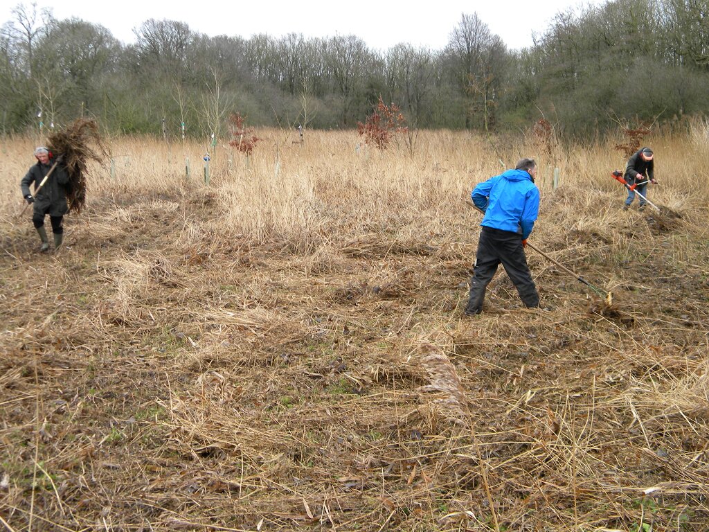Norfolk Conservation Corps volunteers cutting and raking reeds MSE 2020-02-16 (1481) Norfolk Conservation Corps volunteers cutting and raking reeds MSE 2020-02-16 (1481)