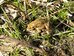 Common toad pair clasping by main pond, Hillside House 2020-03-17 (1503)